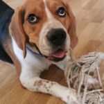 Garde chien, pension chien, garde canine, fos sur mer, martigues, miramas, istres, port de bouc, dog sitter, pet sitter