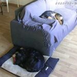 Garde chien, pension chien, garde canine, fos sur mer, martigues, miramas, istres, port de bouc, dog sitter, pet sitter