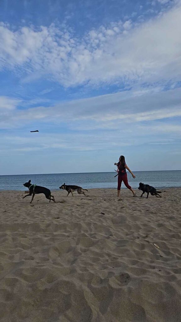 Garde chien, pension chien, garde canine, fos sur mer, martigues, miramas, istres, port de bouc, dog sitter, pet sitter